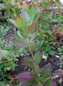Vaccinium myrtillus - Foliage - Click to enlarge!