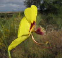 Verbascum barnadesii - Flower, side view - Click to enlarge!