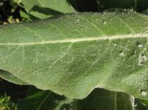Verbascum pulverulentum - Upper surface of leaf - Click to enlarge!