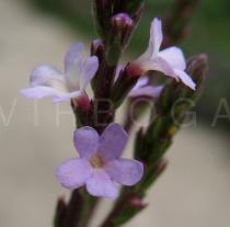 Verbena officinalis - Flowers - Click to enlarge!