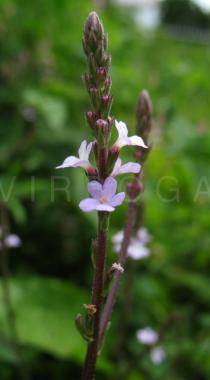 Verbena officinalis - Inflorescence - Click to enlarge!