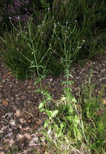 Verbena officinalis - Habit - Click to enlarge!