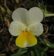 Viola arvensis - Flower - Click to enlarge!