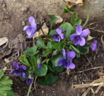 Viola odorata - Habit - Click to enlarge!