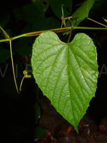 Vitis flexuosa - Upper surface of leaf - Click to enlarge!