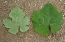 Vitis vinifera - Upper and lower surface of leaf - Click to enlarge!