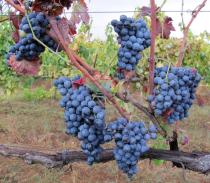 Vitis vinifera - Grapes treated with copper sulfate against fungal infection - Click to enlarge!