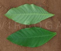 Voacanga africana - Upper and lower surface of leaf - Click to enlarge!