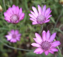 Xeranthemum annuum - Flower heads - Click to enlarge!