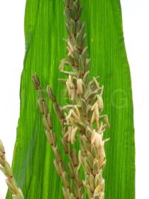 Zea mays - Close-up of tassel - Click to enlarge!