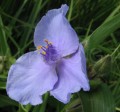Tradescantia x andersoniana