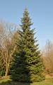 Abies grandis