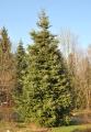 Abies numidica