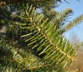 Abies numidica