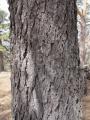 Abies sibirica