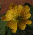 Abutilon mauritianum