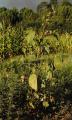 Abutilon theophrasti