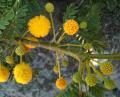 Acacia farnesiana