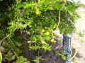 Acacia seyal