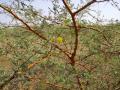 Acacia seyal