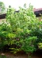 Acalypha amentacea