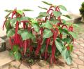 Acalypha hispida