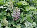 Acanthus hungaricus