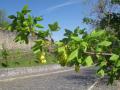 Acer monspessulanum