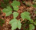 Acer rubrum