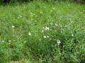 Achillea millefolium