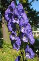 Aconitum carmichaelii