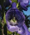 Aconitum carmichaelii
