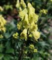 Aconitum lycoctonum