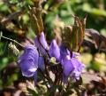 Aconitum napellus