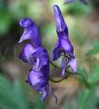 Aconitum variegatum