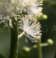 Actaea racemosa