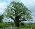 Adansonia digitata