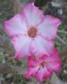 Adenium obesum