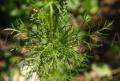 Adonis aestivalis