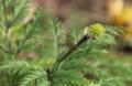 Adonis amurensis