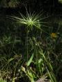 Aegilops geniculata
