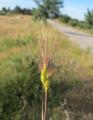 Aegilops neglecta