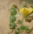 Aeschynomene brasiliana