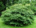 Aesculus parviflora