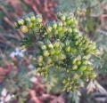 Aethusa cynapium