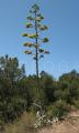Agave americana