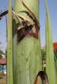 Agave sisalana