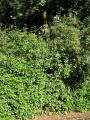 Ageratina ligustrina