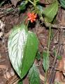 Aglaonema simplex