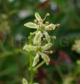 Ailanthus altissima
